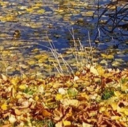 Herbstlaub im Teich setzt den Amphibien zu     