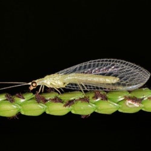 Biologischer Pflanzenschutz &ndash; eine M&ouml;glichkeit ohne Pflanzenschutzmittel &nbsp; &nbsp;