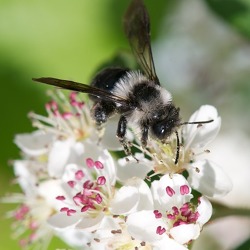 Wildbienen - insektenfreundliche Gartengestaltung