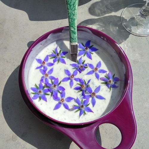 Essbare Wildpflanzen und Wildfr&uuml;chte sowie Kr&auml;uter