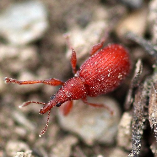 Sch&auml;dlinge und Krankheiten an Gem&uuml;se