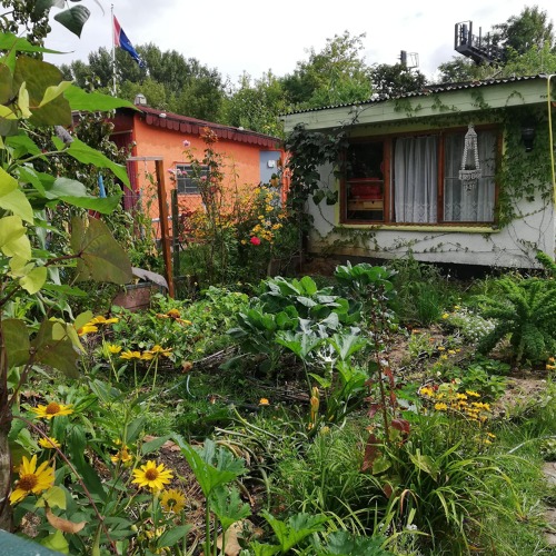 Gem&uuml;seanbau - Kein Garten ohne Gem&uuml;se