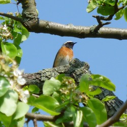 Abgesagt! Unser Garten wird ein Vogelparadies