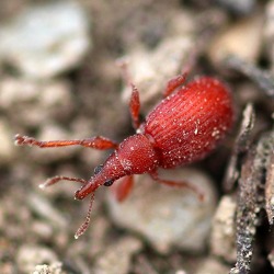 Schädlinge und Krankheiten an Gemüse