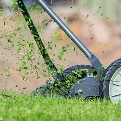 Online - Rasen, der grüne Teppich - oder Blumenwiese?