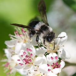 Online - Die Welt der Wildbienen - Bedrohte Bestäuber / Bienenfreundlicher Garten - wie geht das?