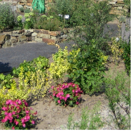 Kr&auml;uter und Heilpflanzen