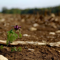Der Boden im Klimawandel, Wirkung des Klimawandels auf den Boden, Bodenpflege im Klimawandel